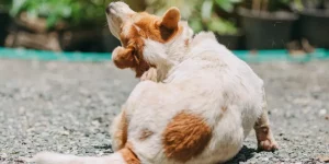 How Can You Improve Your Pet’s Skin and Coat Health Naturally?