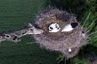 How Do You Choose the Right Nesting Material for Your Bird?