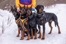 The Best Hiking Gear for Dogs and Pets